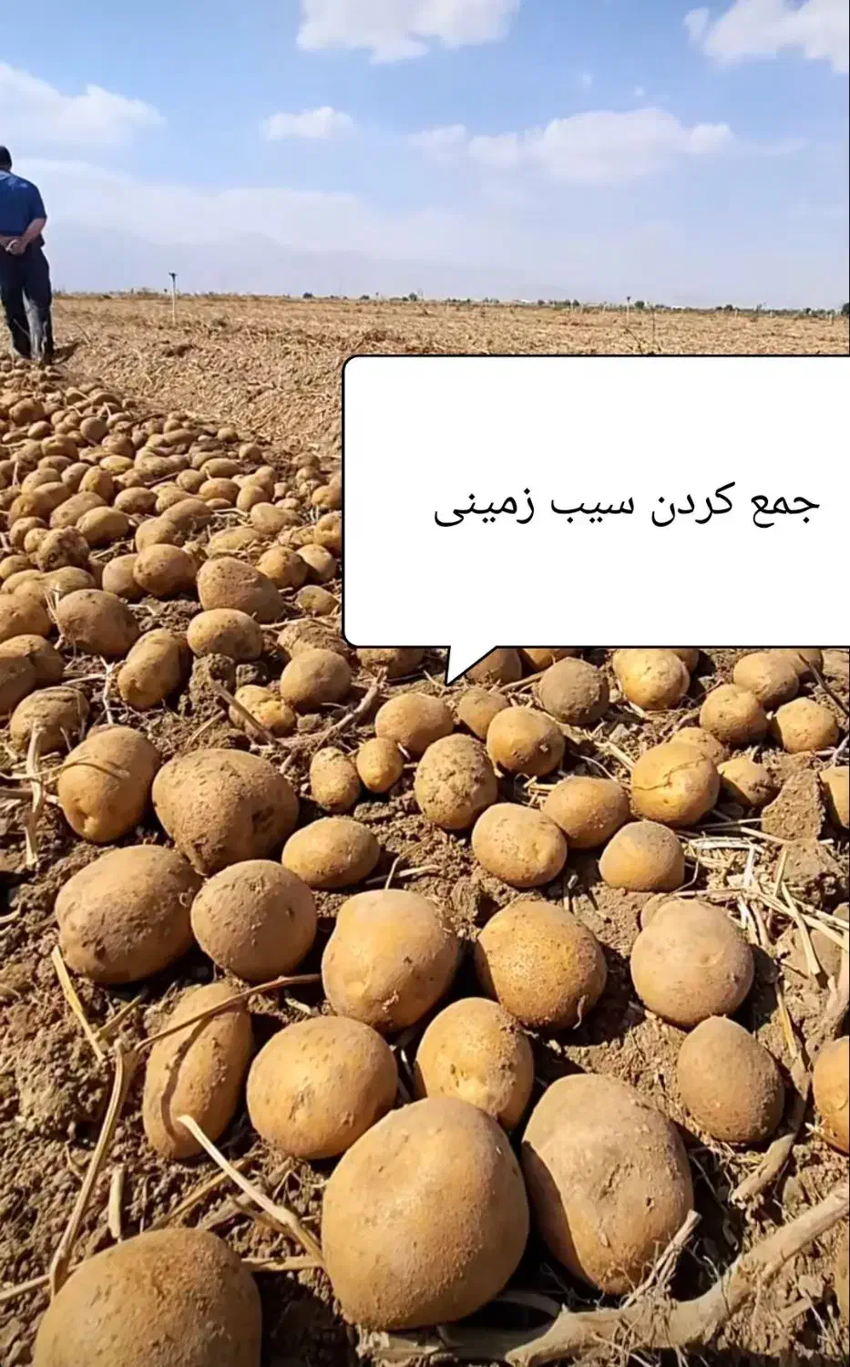 سیب زمینی|استخدام صنعتی، فنی، مهندسی|سردشت, |دیوار