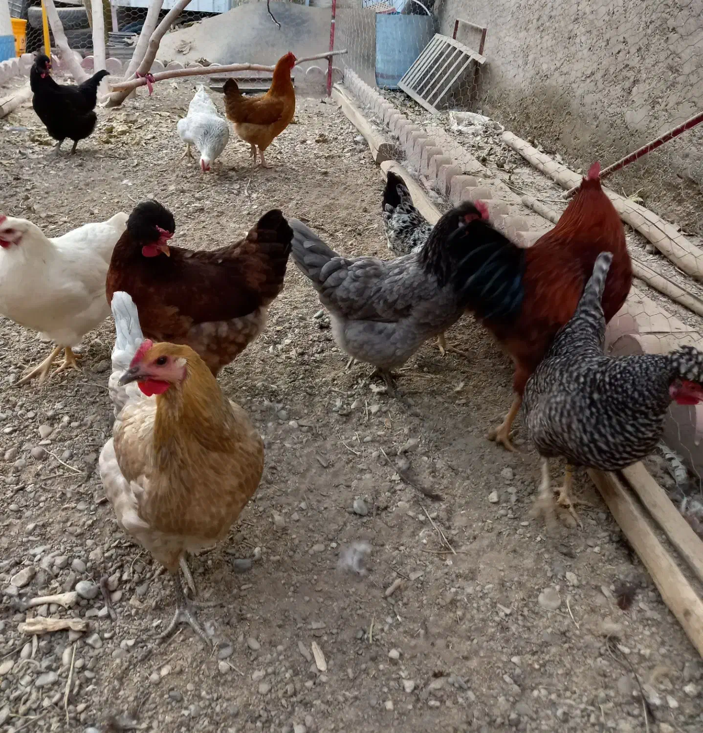 تخم مرغ نطفه دار|حیوانات مزرعه|خمینیشهر, |دیوار