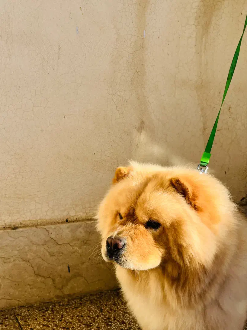 سگ چاو چاو|سگ|ارومیه, |دیوار