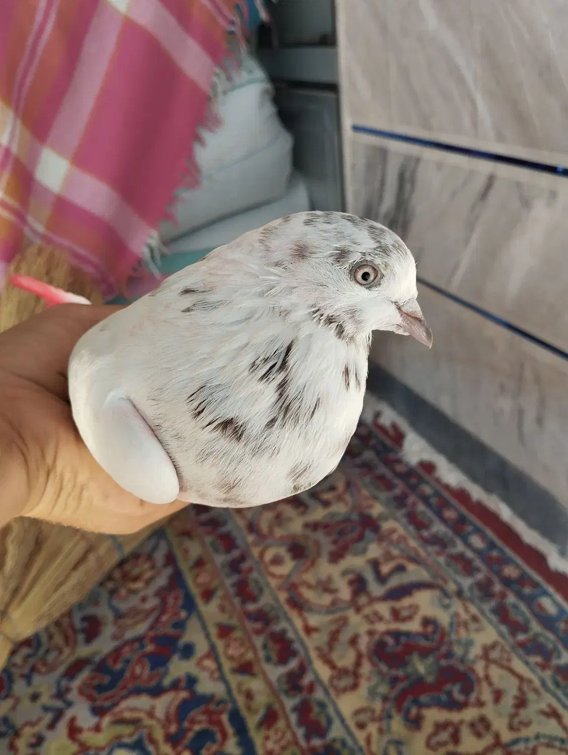 کبوتر کله دم|پرنده|خان ببین, |دیوار