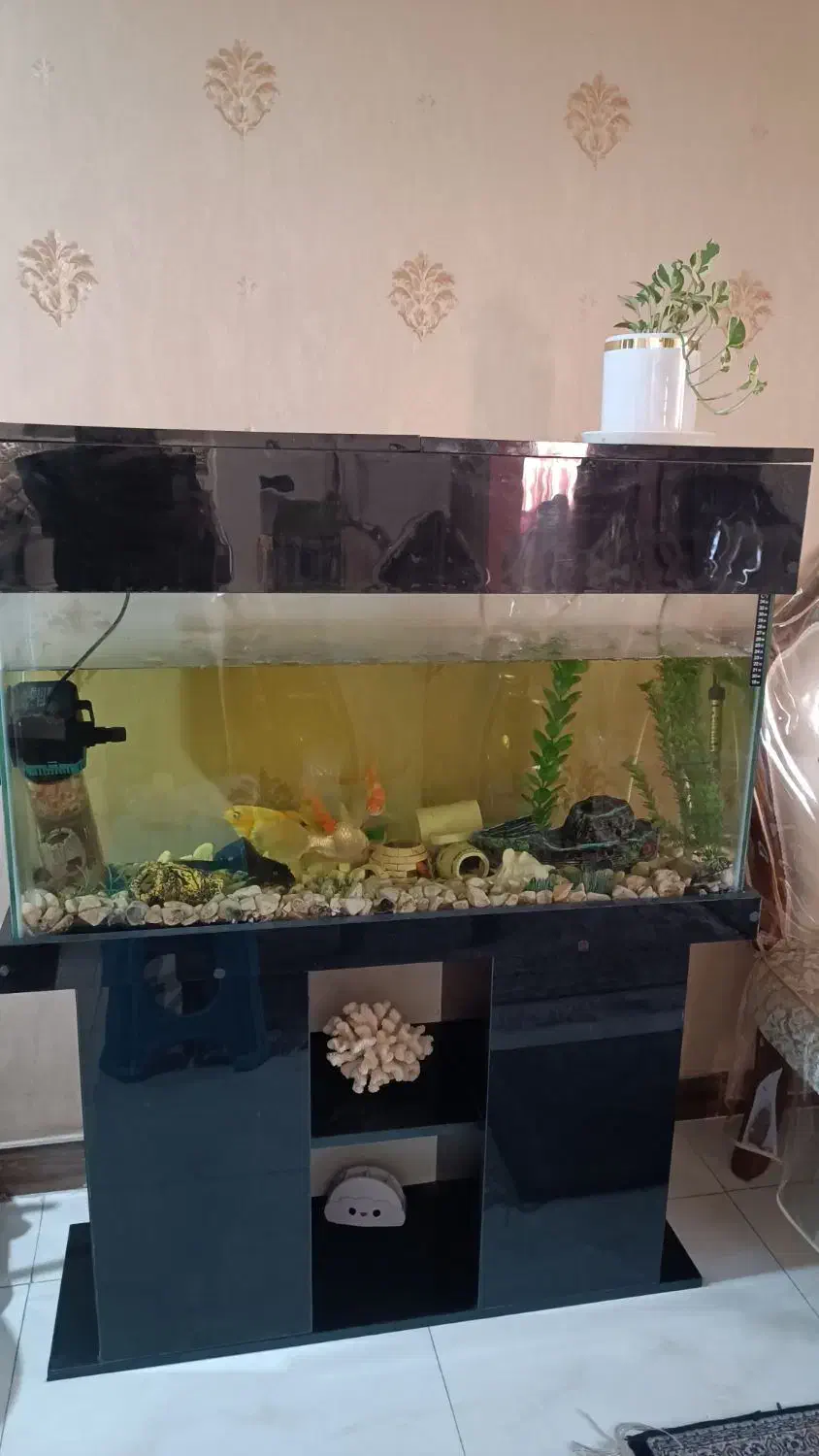 اکواریوم ماهی|ماهی|تهران, شهرک دانشگاه|دیوار