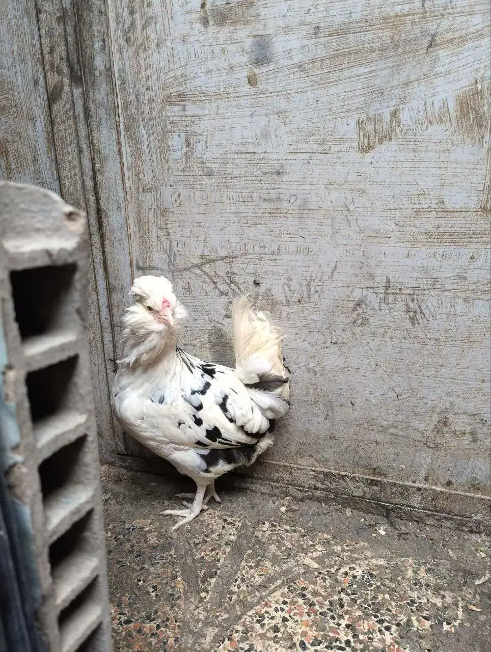 جوجه گلین پنگوئنی(ریش منگوله ای)|حیوانات مزرعه|هشتگرد, خور|دیوار