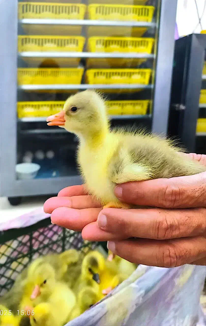 جوجه غاز محلی  ۳ روزه درشت|حیوانات مزرعه|فریدونکنار, |دیوار