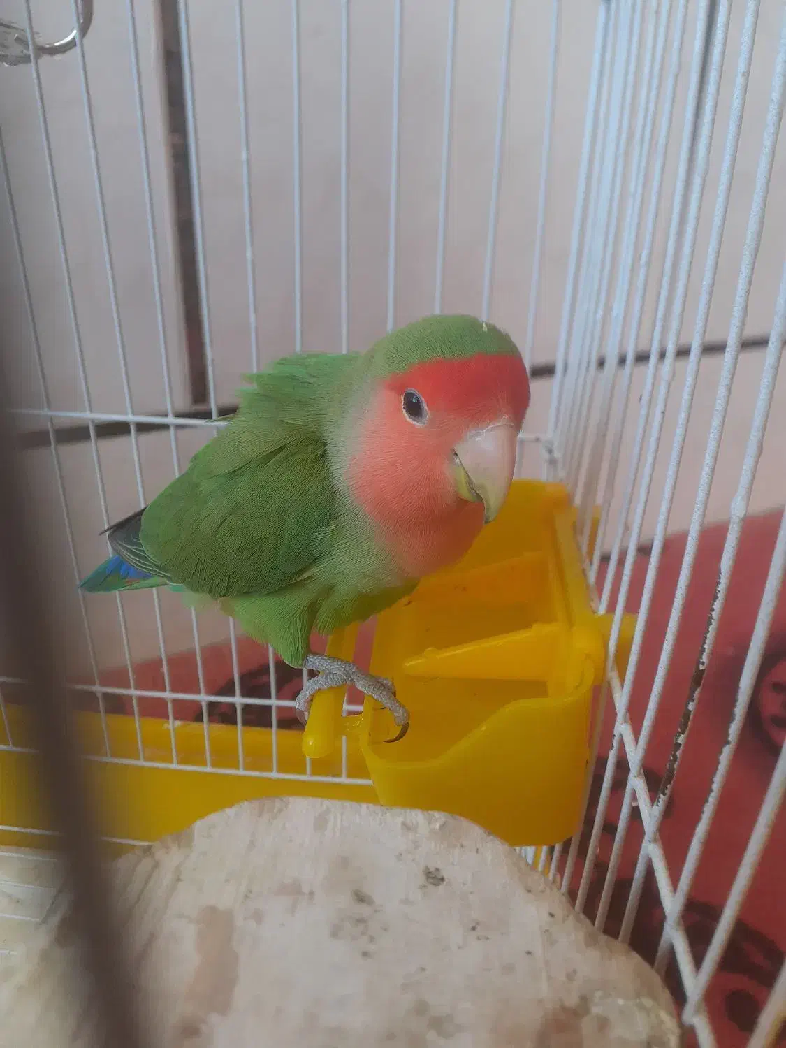 پرنده|پرنده|شهرضا, |دیوار