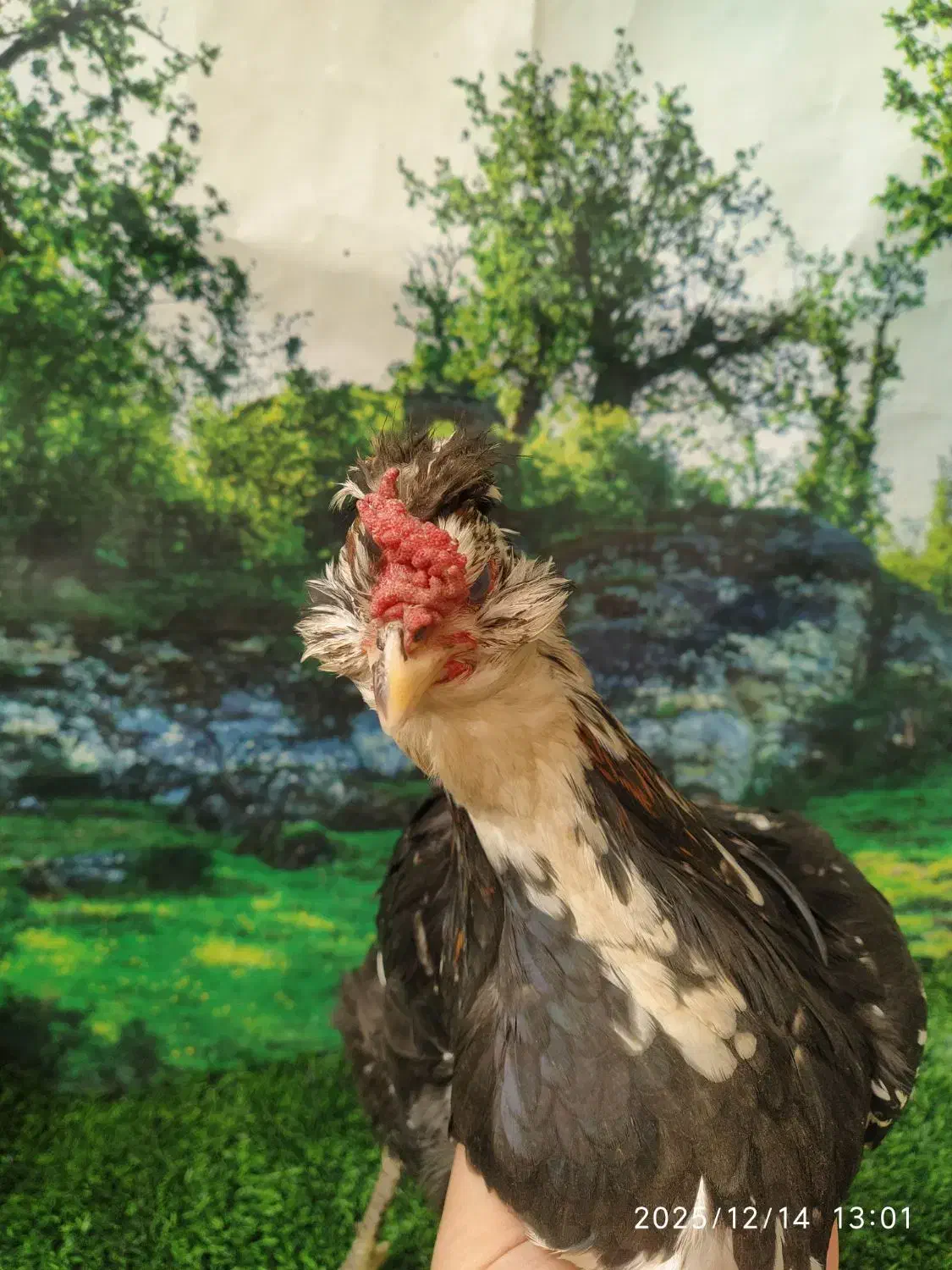 تخم مرغ نطفه دار گلین لری|حیوانات مزرعه|مشهد, چاهشک|دیوار