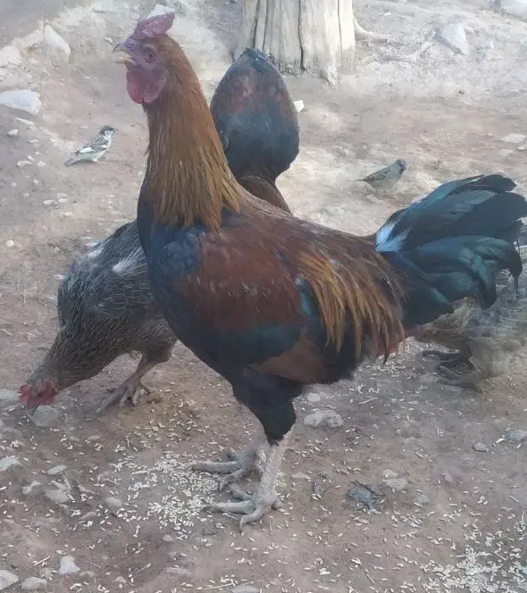 خروس لاری|حیوانات مزرعه|تخت سلیمان, |دیوار