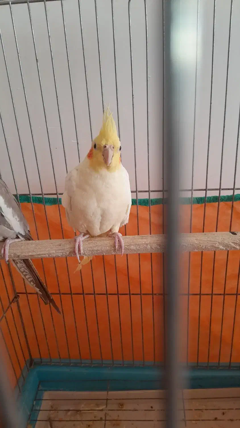 عروس هلندی مولد|پرنده|رزن, |دیوار