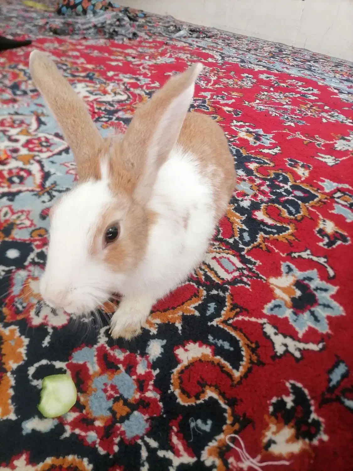 خرگوش لپ ومعمولی|موش و خرگوش|یزد, |دیوار