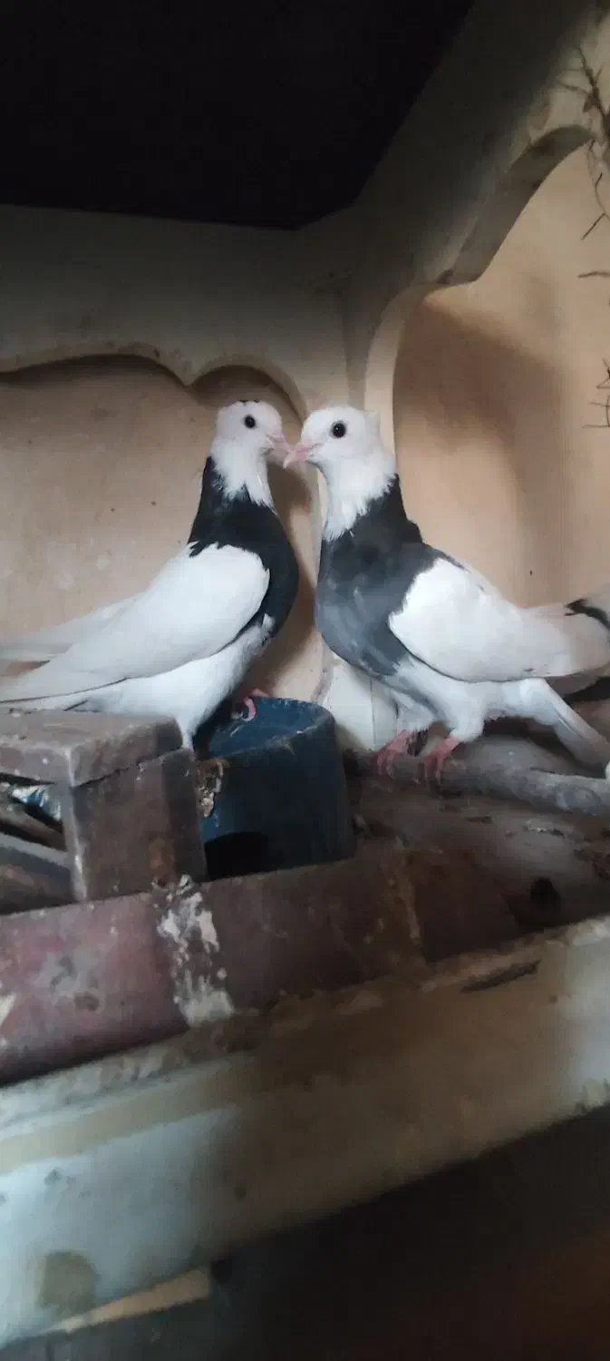 طوقی|پرنده|اهواز, مستغلات|دیوار