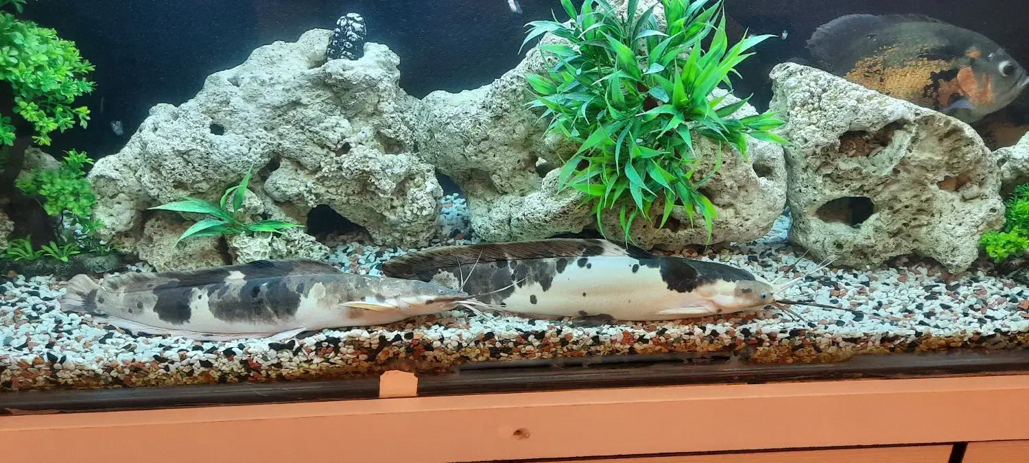 فروش اکواریوم با لوازم و کمد|ماهی|تهران, زعفرانیه|دیوار