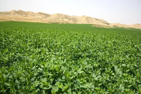 فروش یونجه|خدمات باغبانی و درختکاری|گنبد کاووس, |دیوار