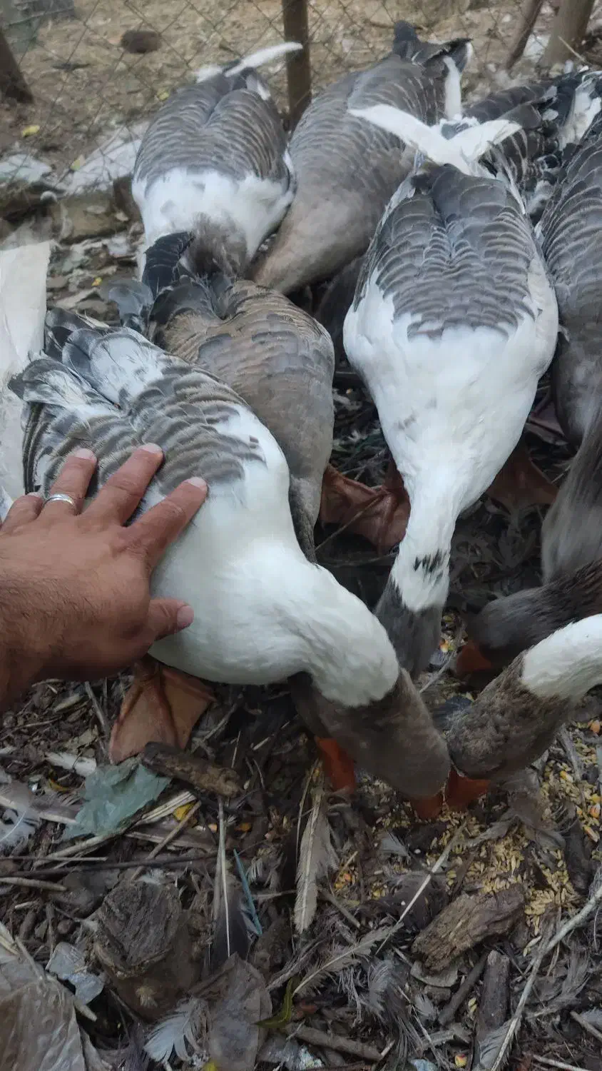 گله غاز تخمگذار|حیوانات مزرعه|لنگرود, |دیوار