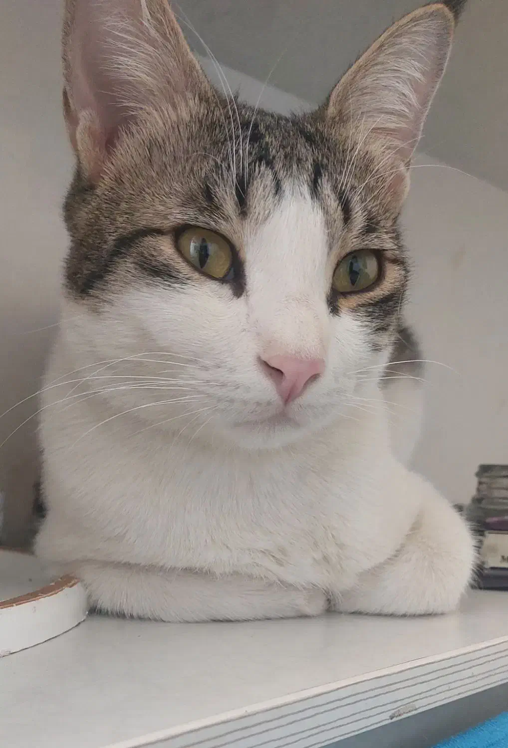 گمشده|گربه|نیشابور, شهرک بسیج|دیوار