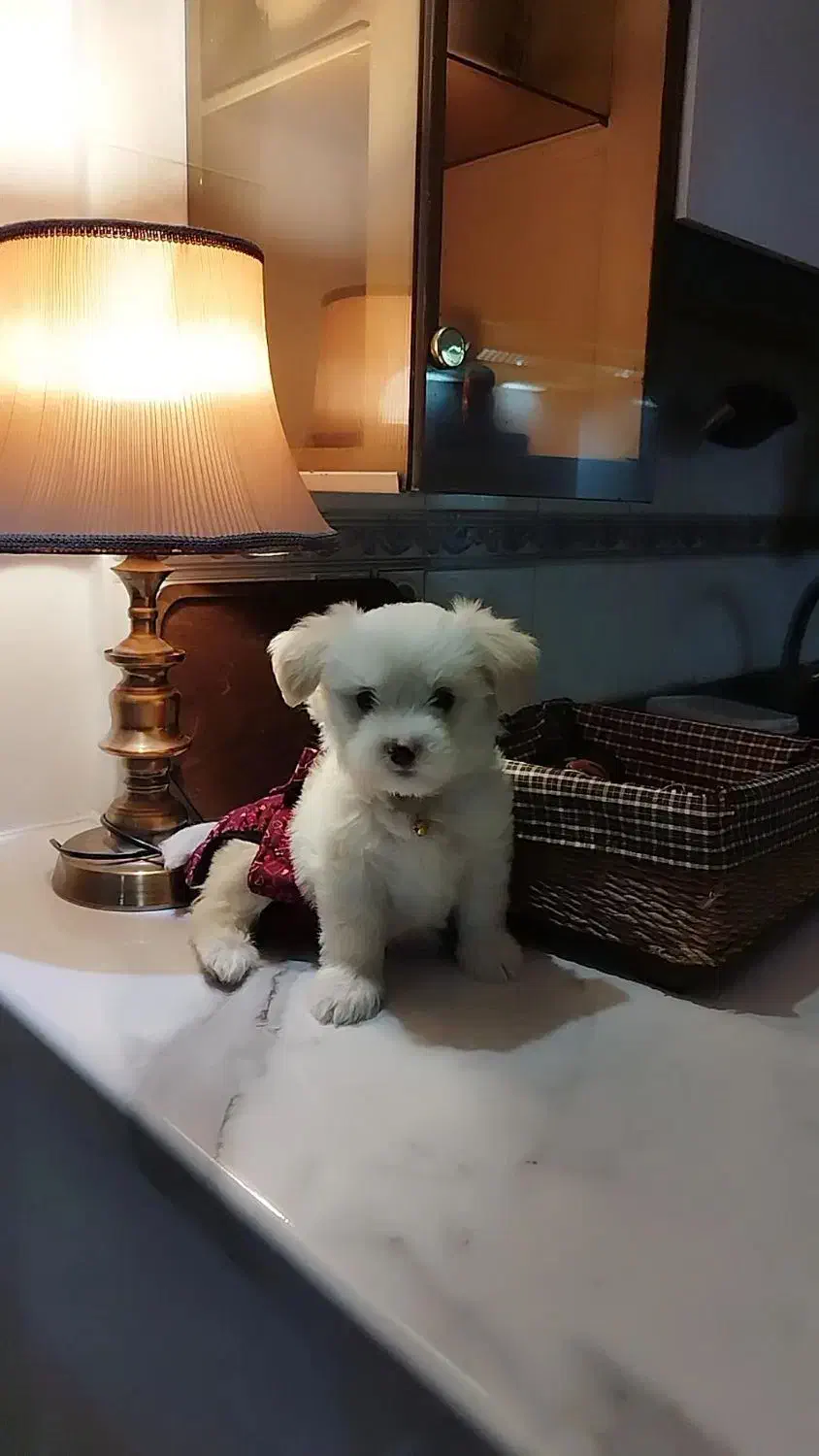 پودل مالتیز سه ماهه نر|سگ|تهران, تسلیحات|دیوار