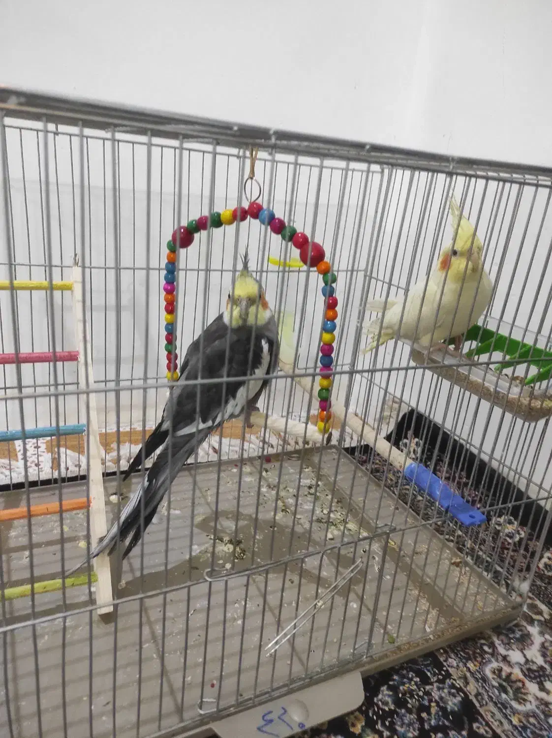 عروس هلندی جفت|پرنده|جوانرود, |دیوار