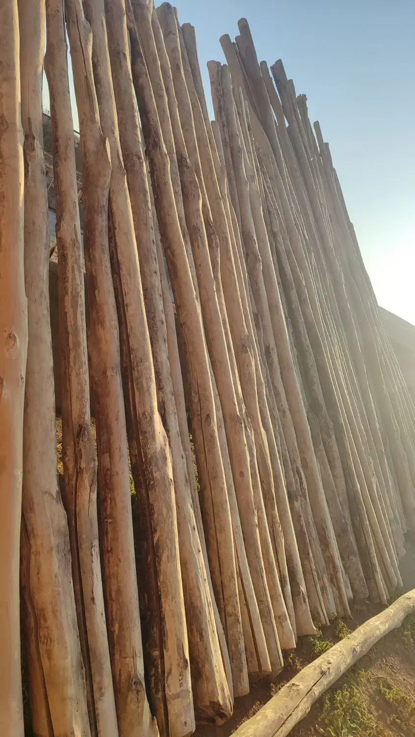 چوب سقفی|مصالح و تجهیزات ساختمان|میاندوآب, |دیوار