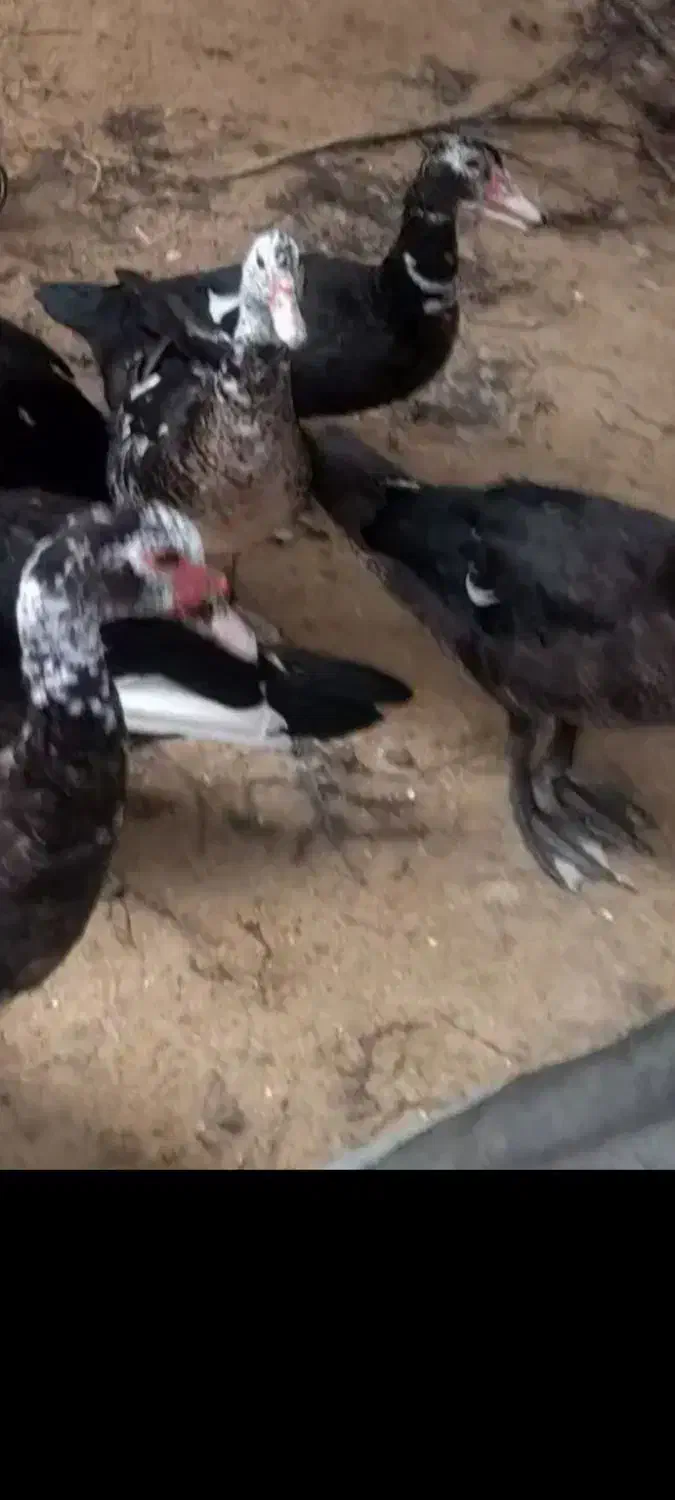 اردک خارجی مرغ و خروس محلی|حیوانات مزرعه|قائمشهر, |دیوار