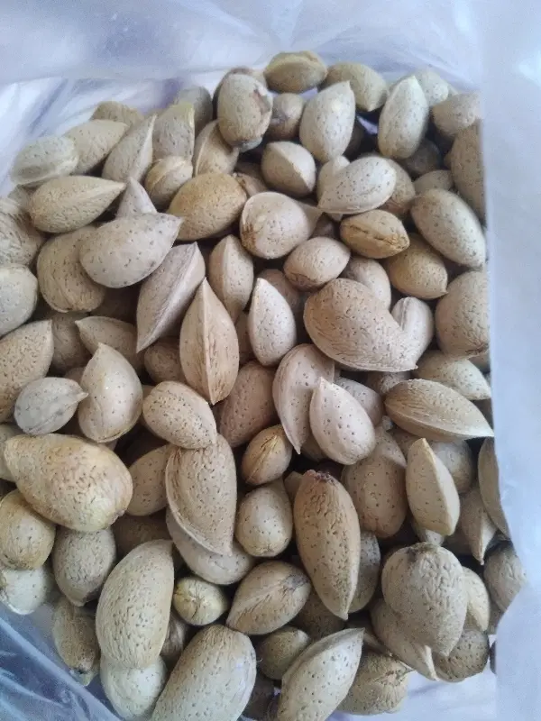 بادام تلخ|خوردنی و آشامیدنی|تبریز, |دیوار