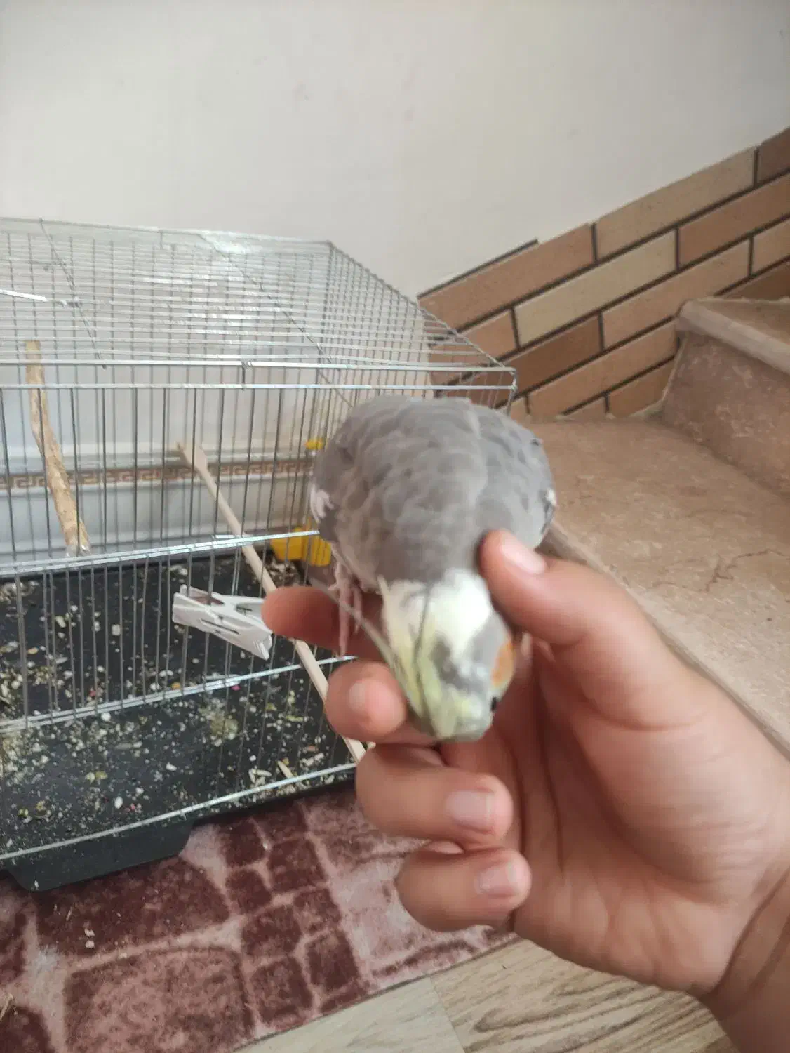 عروس هلندی ماده سخنگو|پرنده|شوش, |دیوار