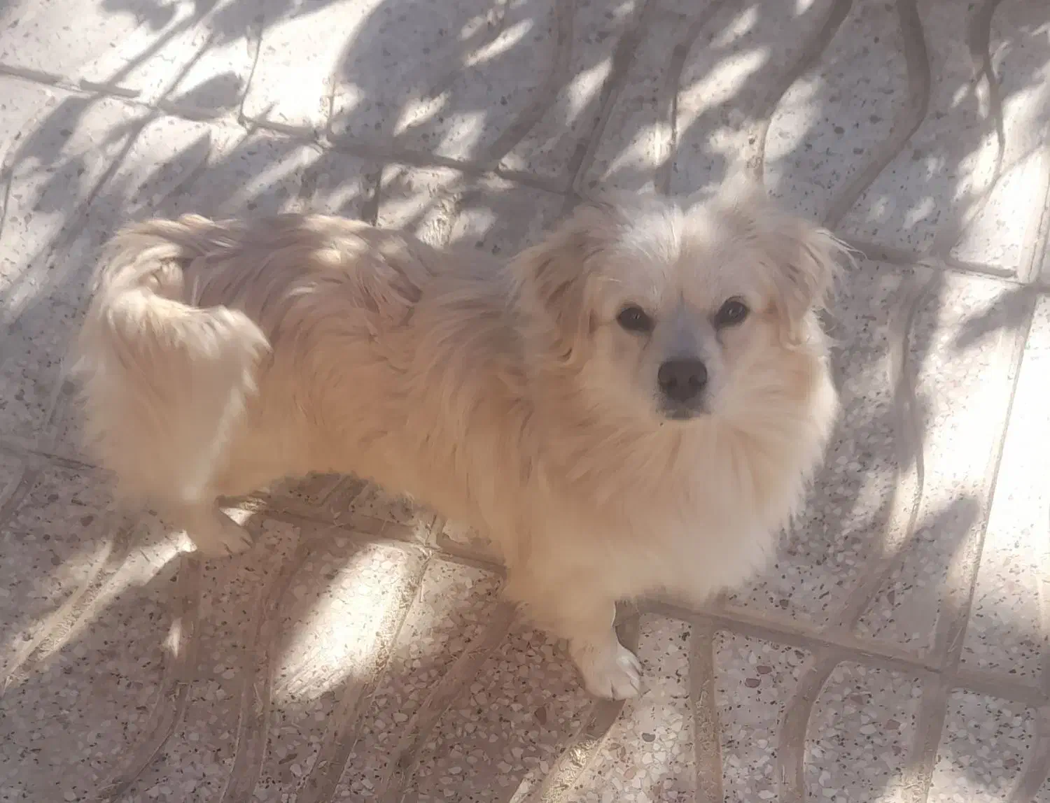 فروش سگ خانگی|سگ|آباده, |دیوار