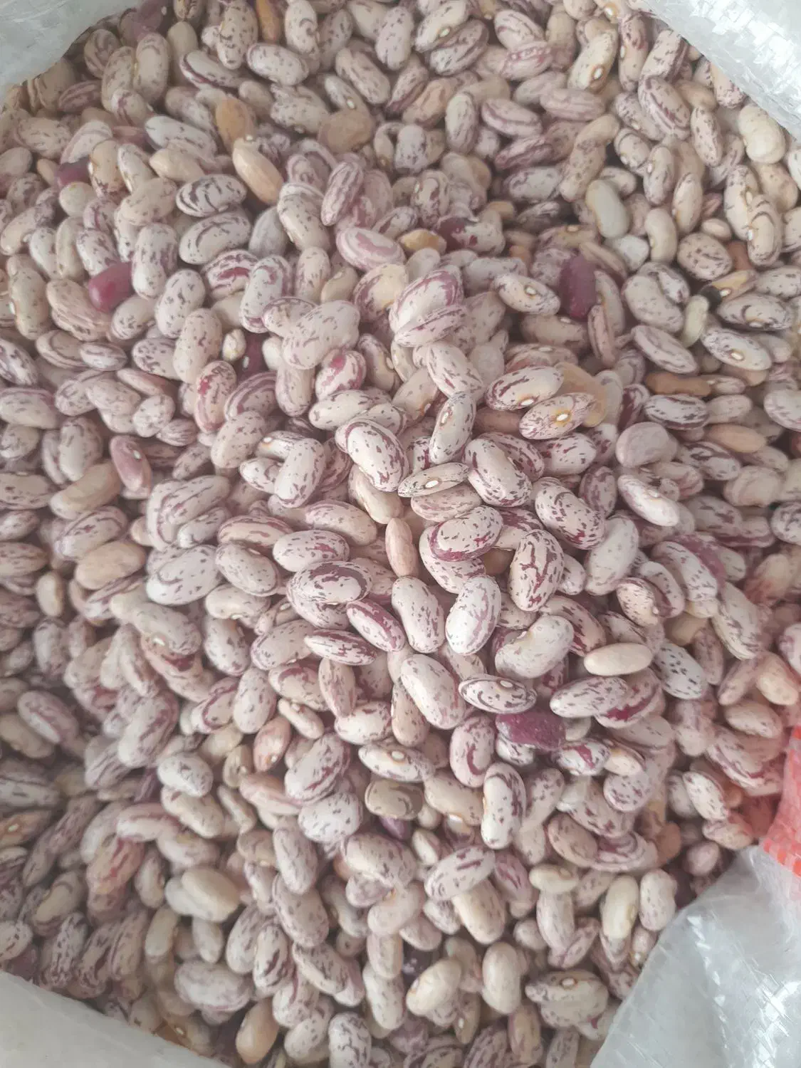 لوبیا چیتی|خوردنی و آشامیدنی|ری, ولی آباد|دیوار