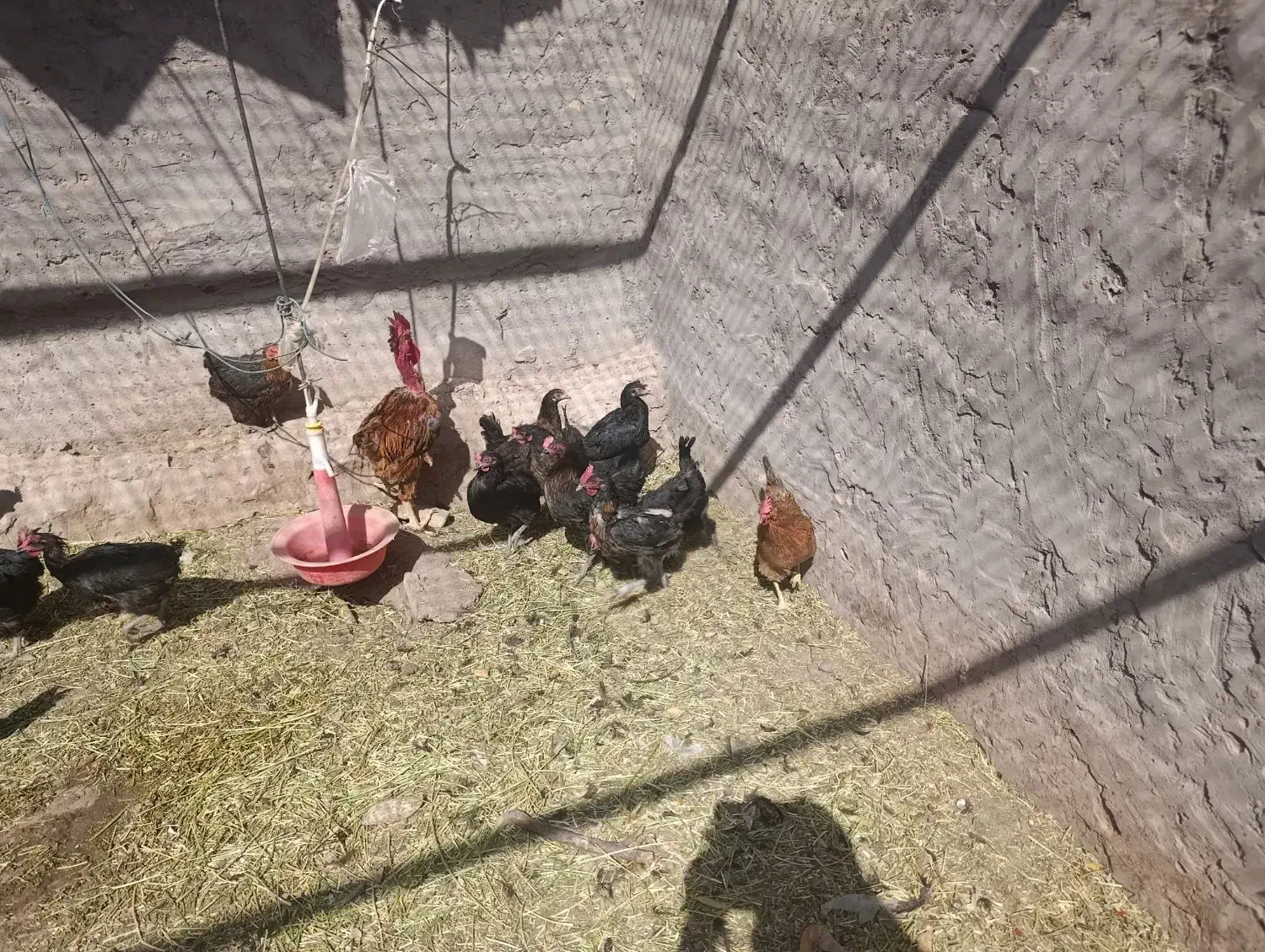 17عدد مرغ تخمی یک عدد خروس محلی|حیوانات مزرعه|ماهان, |دیوار