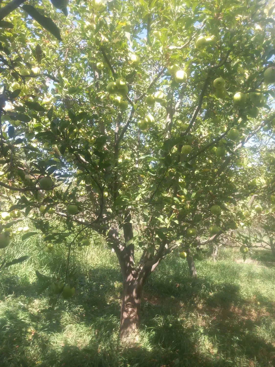 خریدار سیب زیر درختی|خدمات باغبانی و درختکاری|اهر, |دیوار