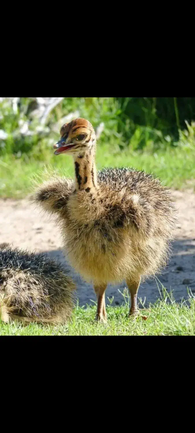 فروش پی،پر،پوست شترمرغ|حیوانات مزرعه|اصفهان, ارغوانیه|دیوار