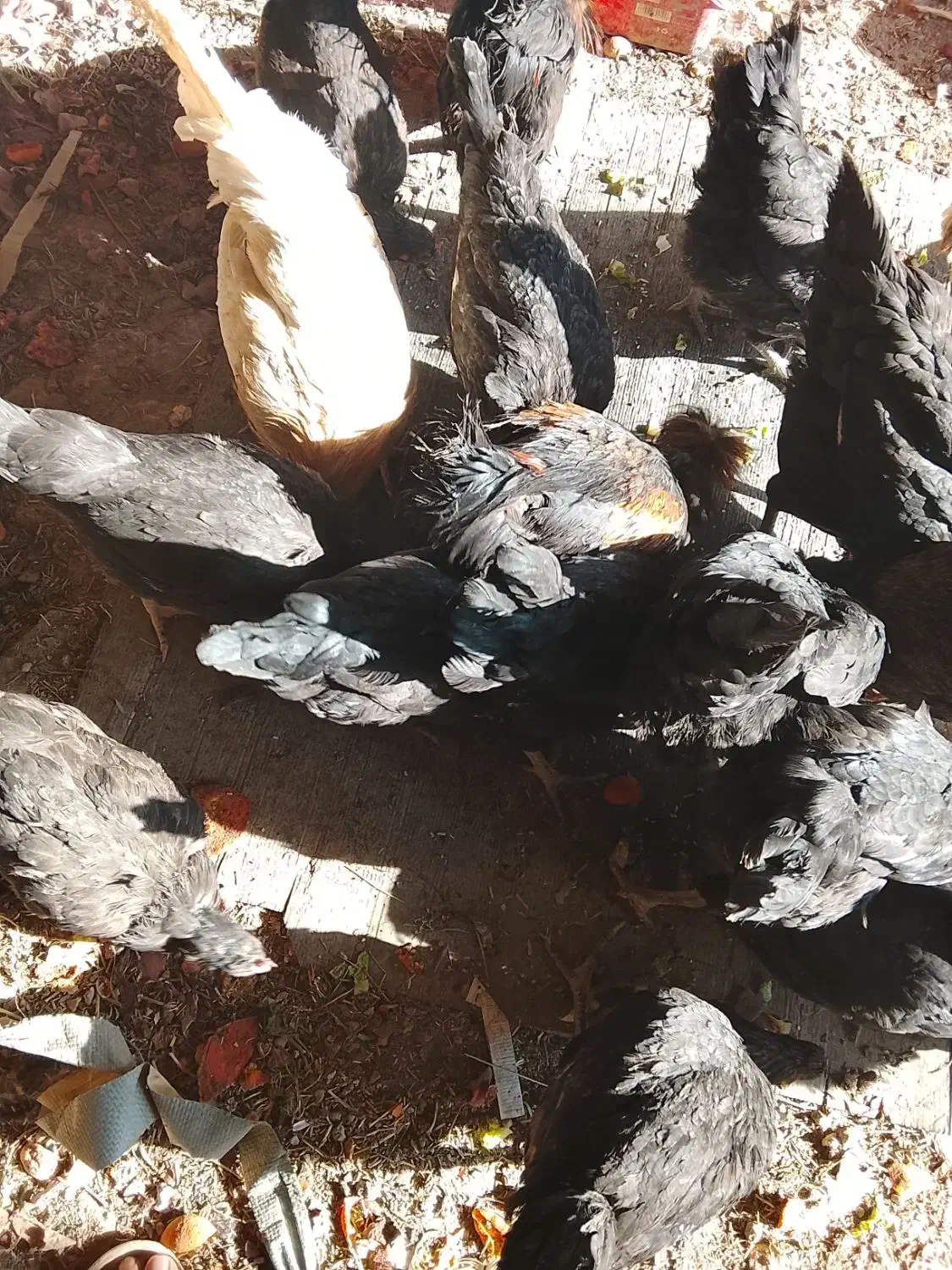 مرغ و خروس|حیوانات مزرعه|کاشان, امیرکبیر|دیوار