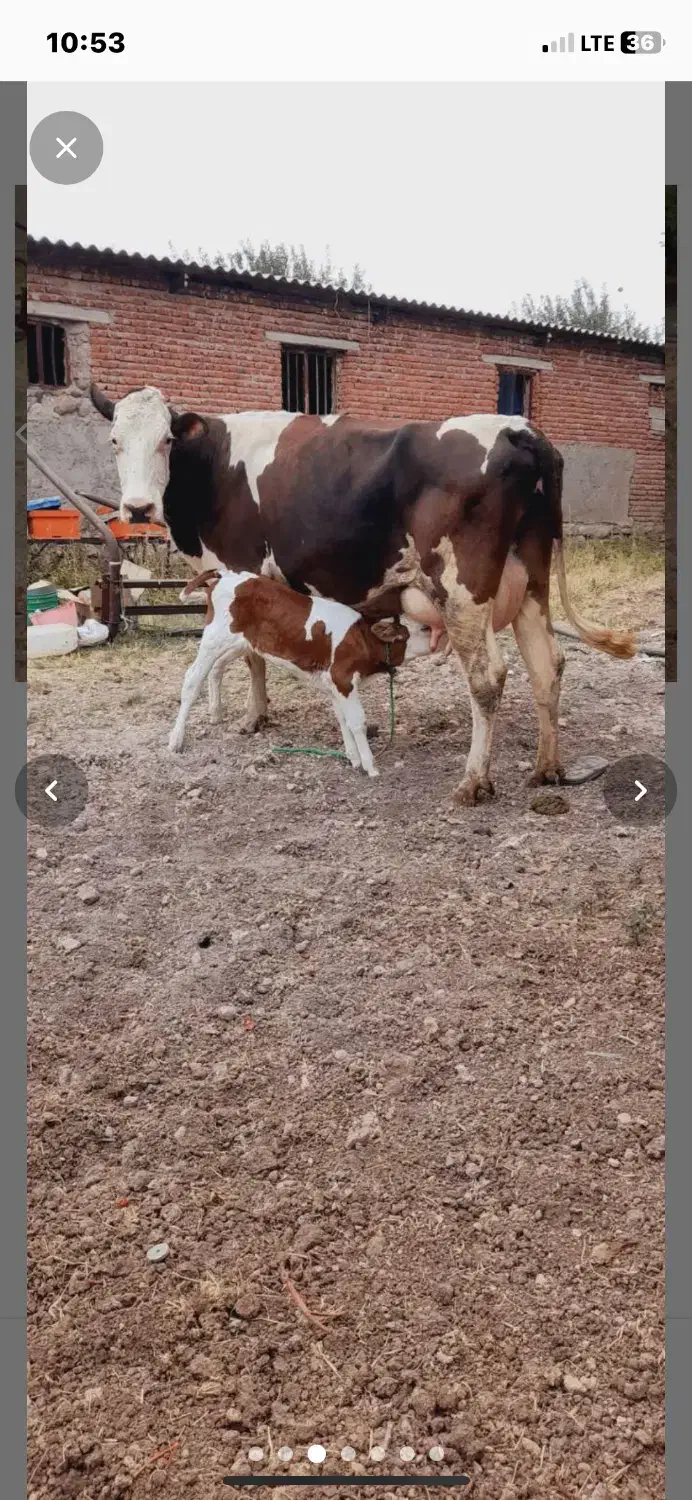 خرید فروش گاو گوشتی گاو افتاده به قیمت مناسب خریدا|حیوانات مزرعه|قزوین, |دیوار