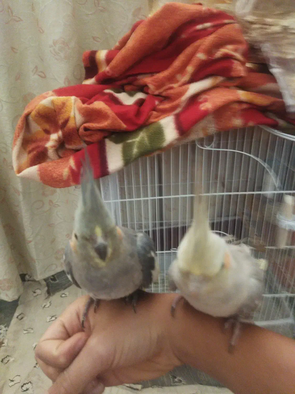 واگذار عروس هلندی|پرنده|مشگین شهر, |دیوار