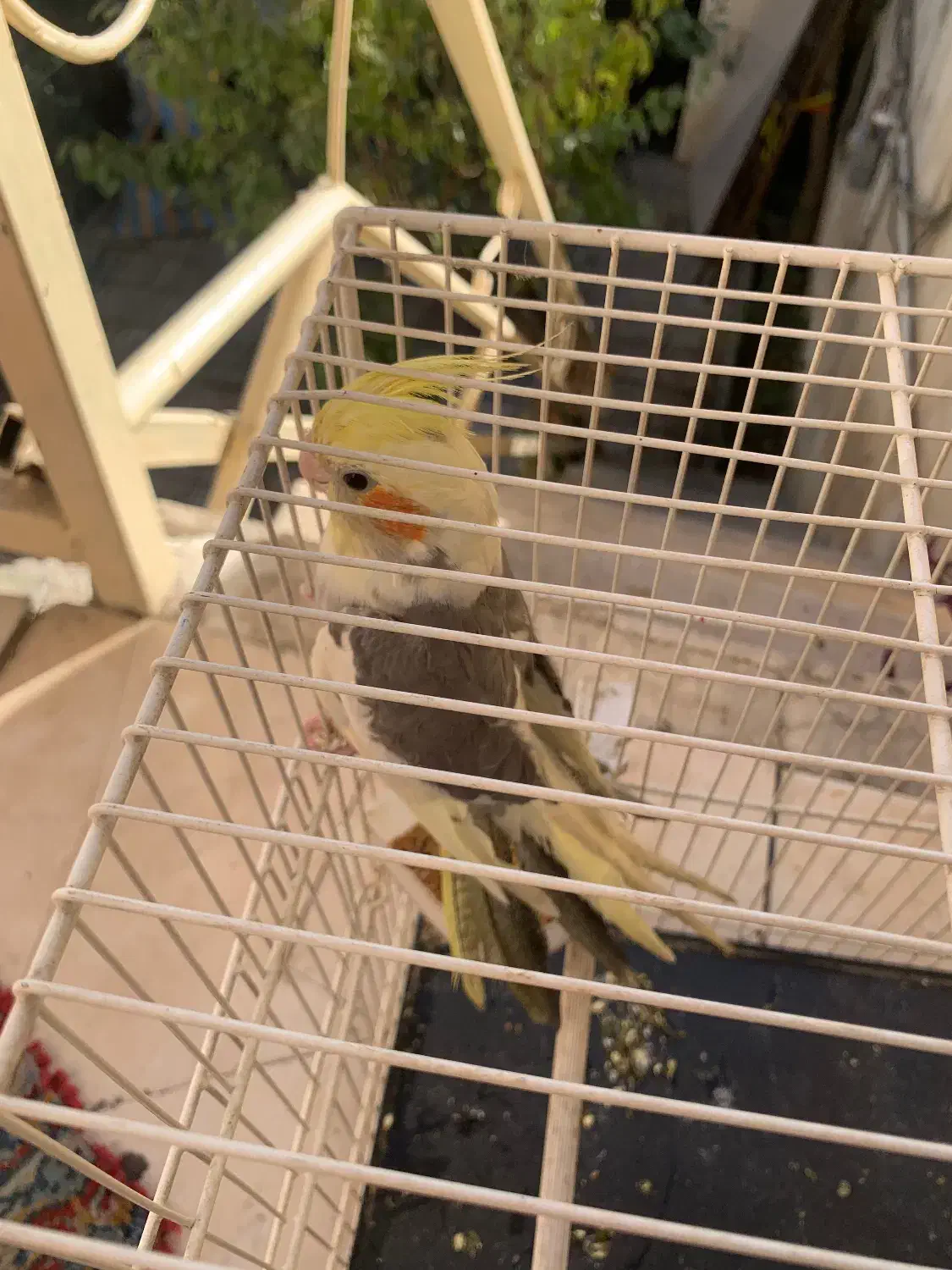 عروس هلندی|پرنده|تهران, مرادآباد|دیوار