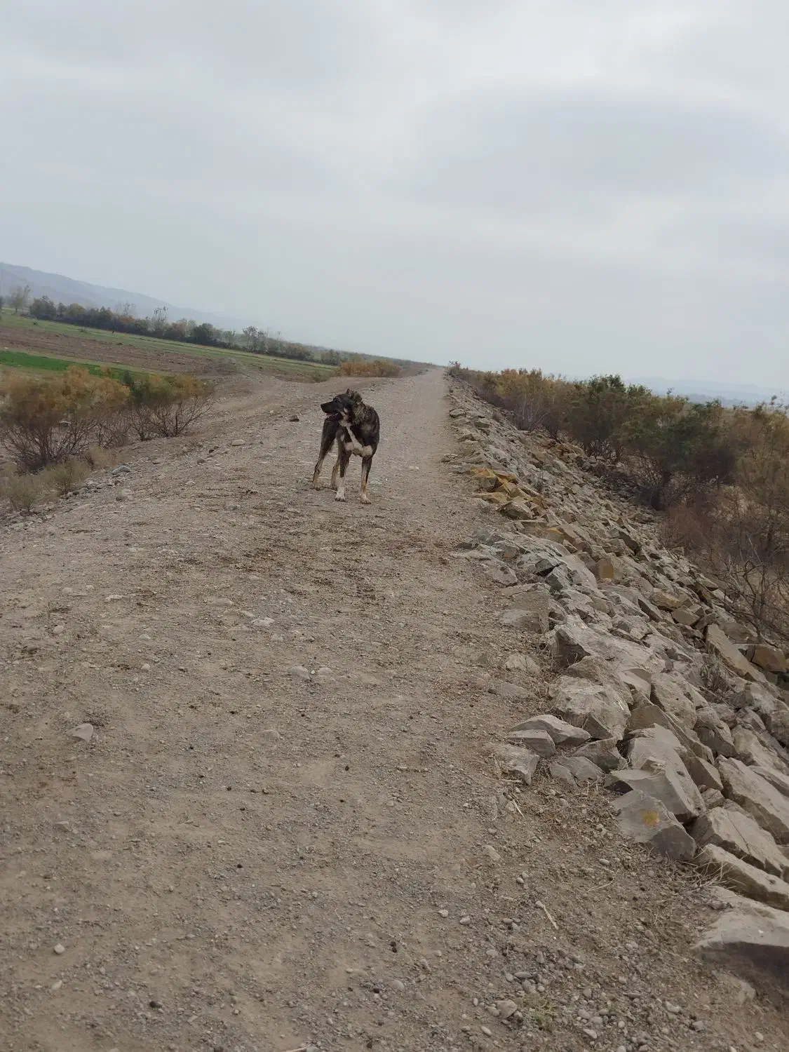 سگ‌سرابی|سگ|اردبیل, |دیوار