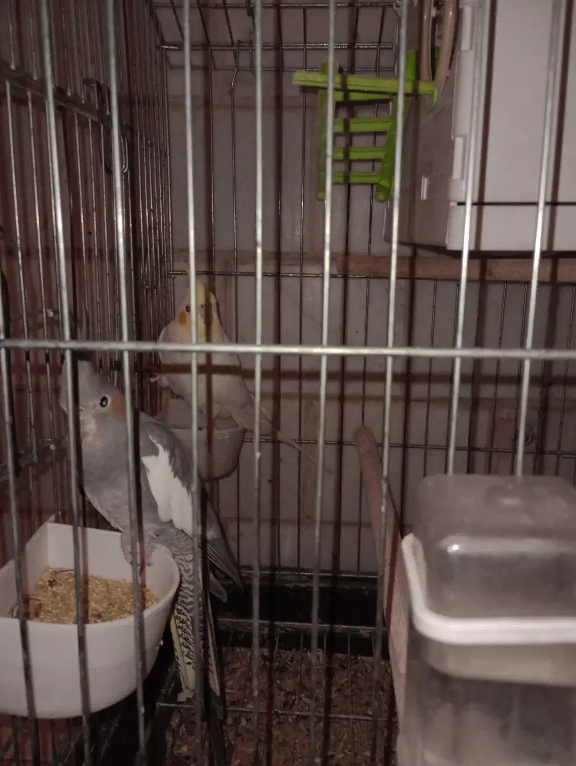 عروس هلندی جفت|پرنده|چهاردانگه (تهران), |دیوار