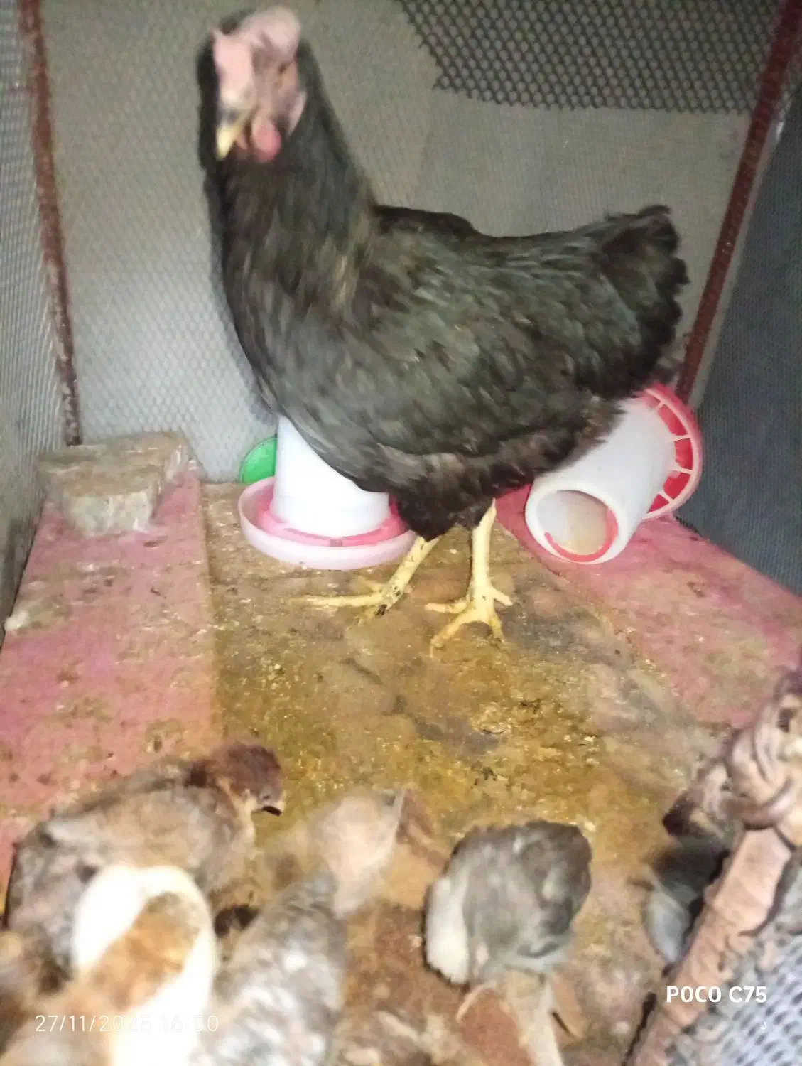 مرغ و جوجه هاش|حیوانات مزرعه|آبدانان, |دیوار