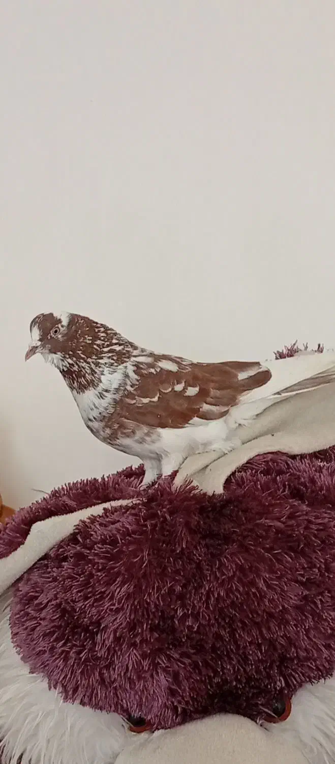 کبوتر نر|پرنده|مشگین شهر, |دیوار