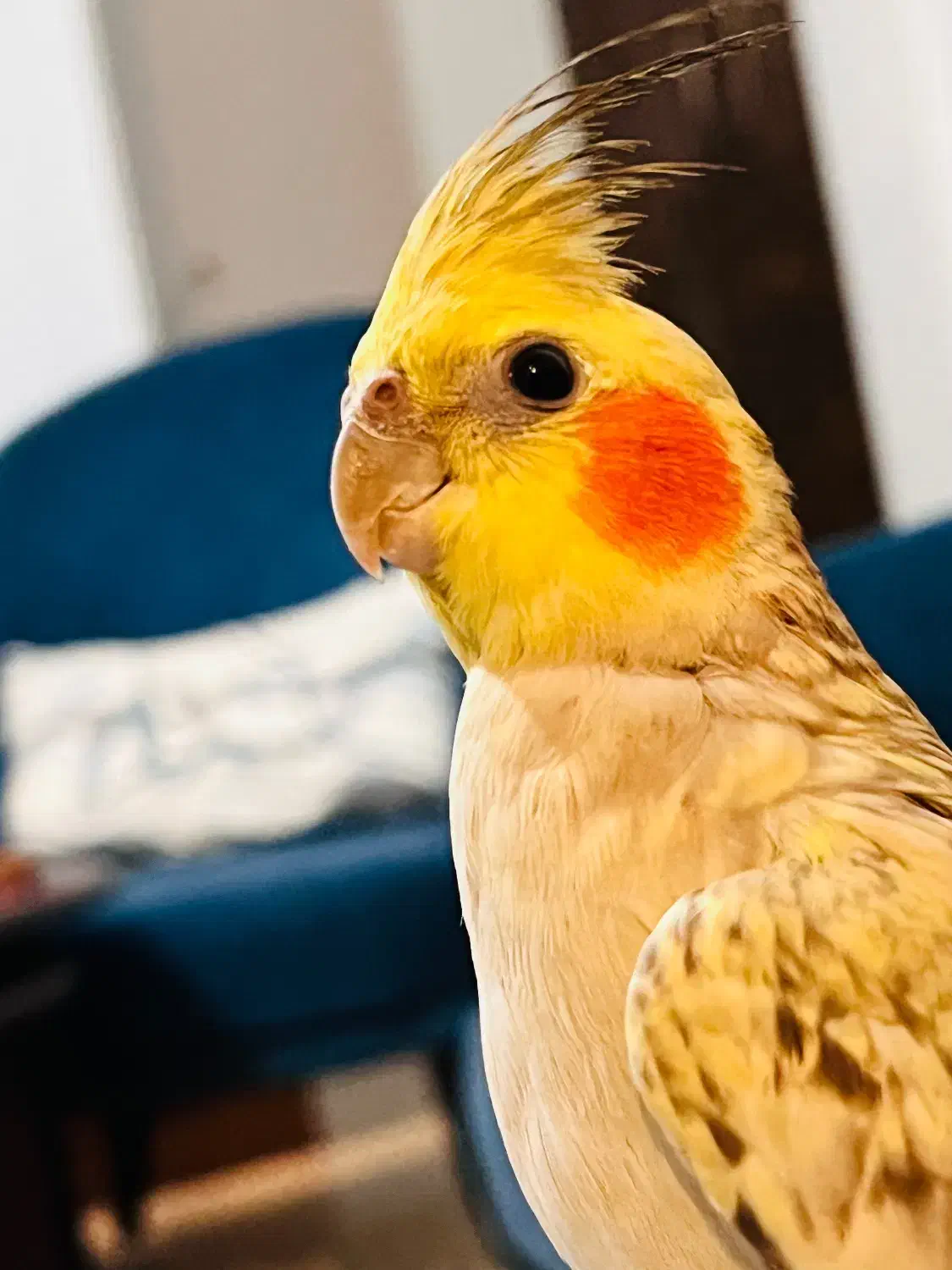 عروس هلندی گمشده|حیوانات|اندیشه, اندیشه فاز ۱|دیوار