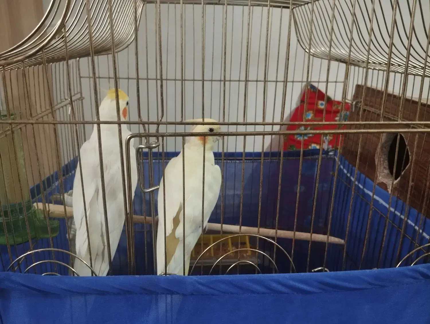 یک جفت عروس کار داده مولد|پرنده|باسمنج, |دیوار