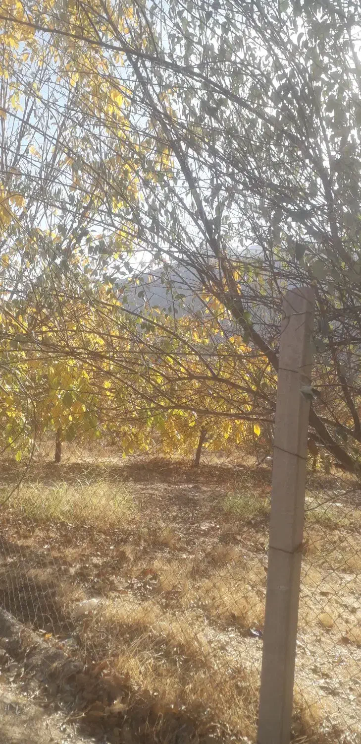 باغ گردو ۲۷۰۰متر قیمت هرمتر۱ملیون تومان|فروش زمین و ملک کلنگی|بیرانوند, |دیوار