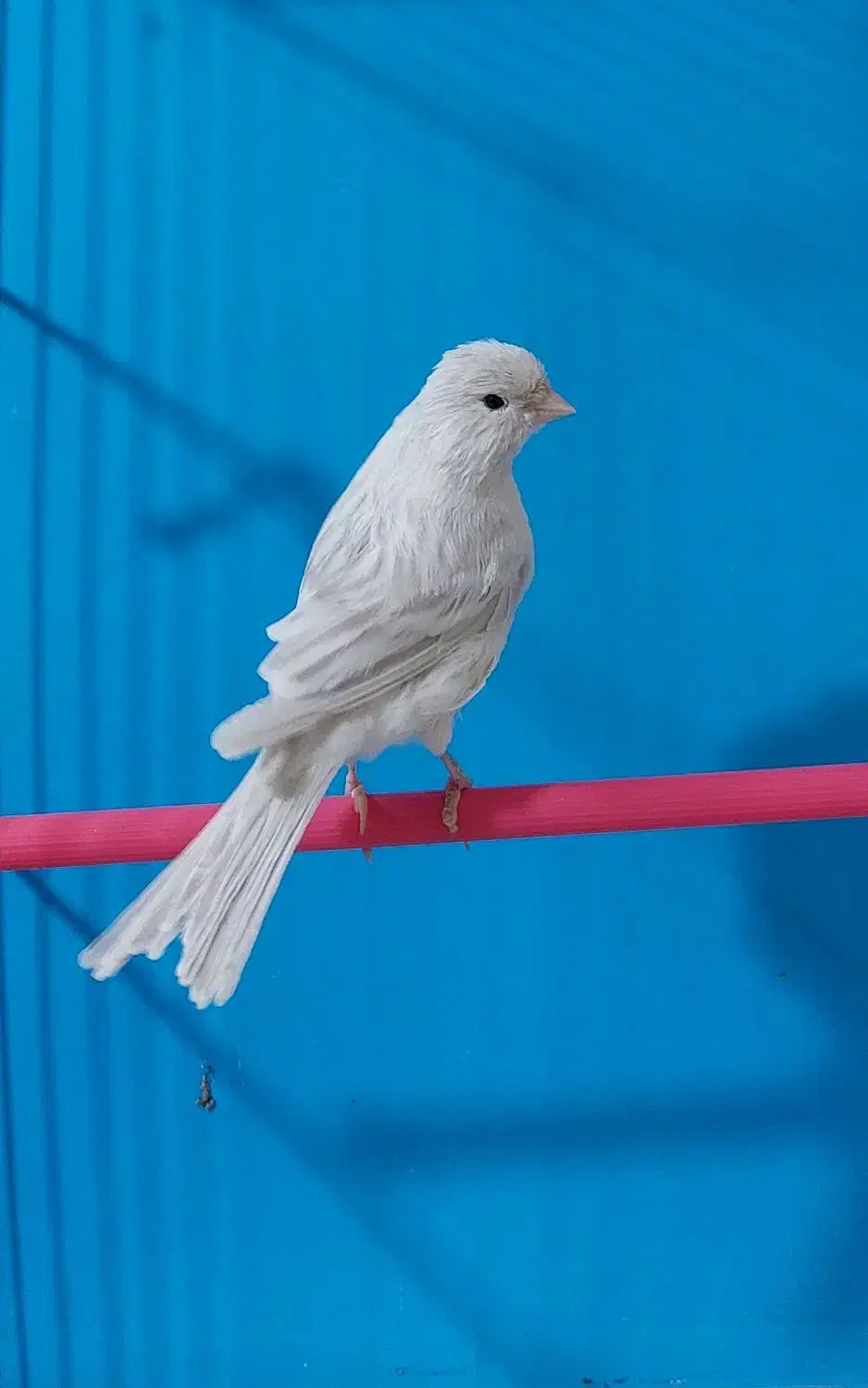 قناری سیلور نقره ای|پرنده|لاهیجان, لیالستان|دیوار