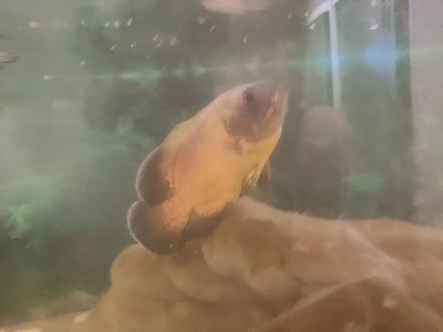 ماهی اسکار|ماهی|بجنورد, |دیوار