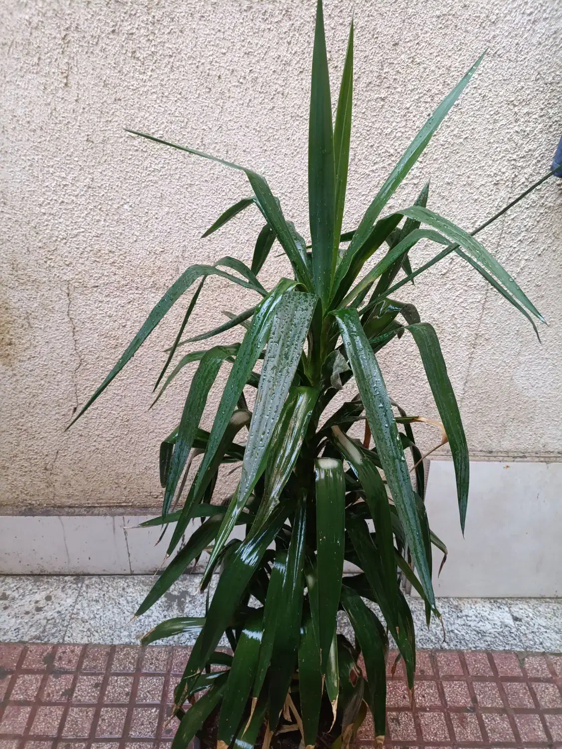 گل یوکا طبیعی|گل و گیاه طبیعی|قدس, شهرقدس|دیوار