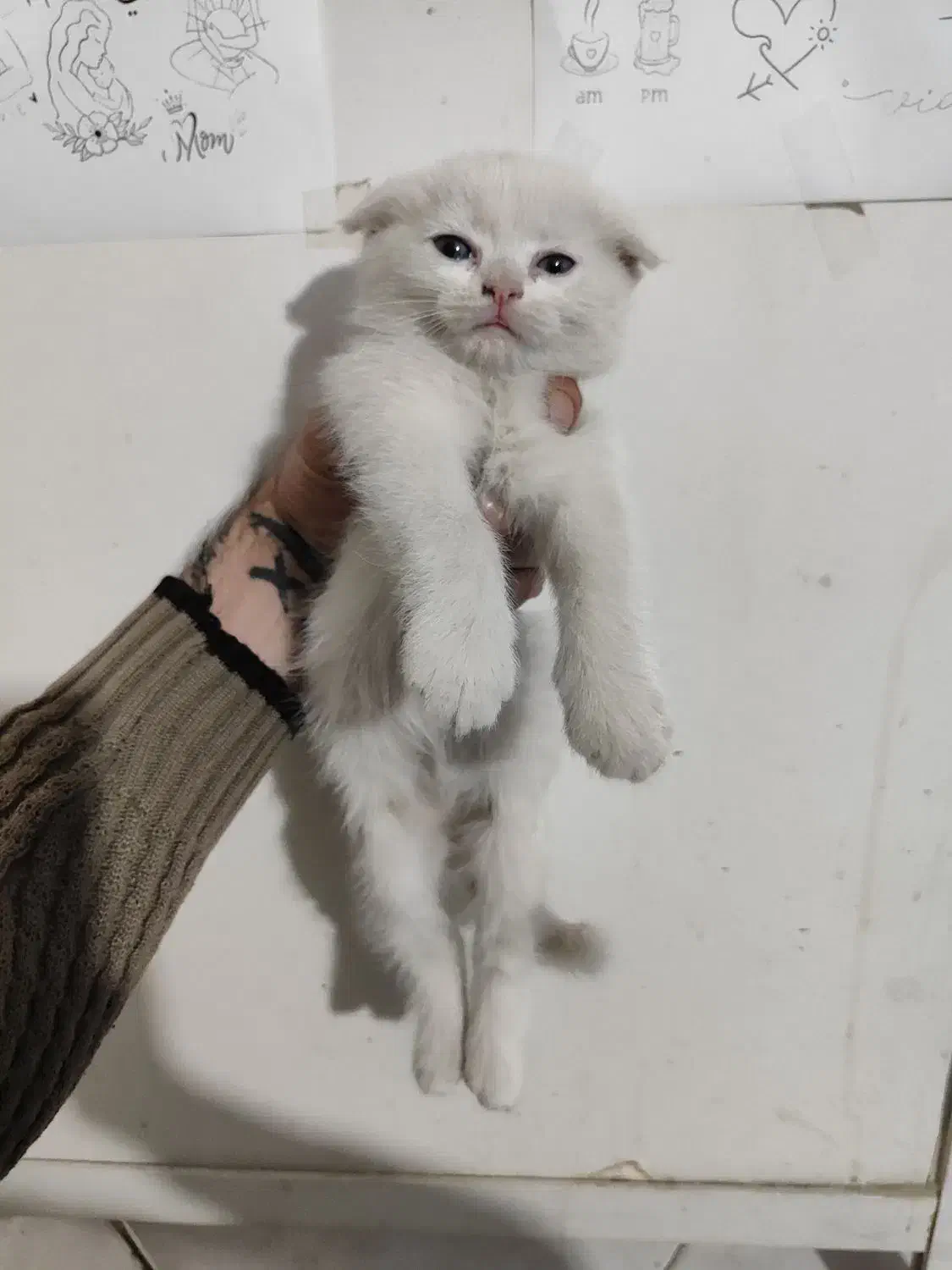 بچه گربه اسکاتیش سیامی|گربه|مشهد, یوسفیه (شهرک غرب)|دیوار