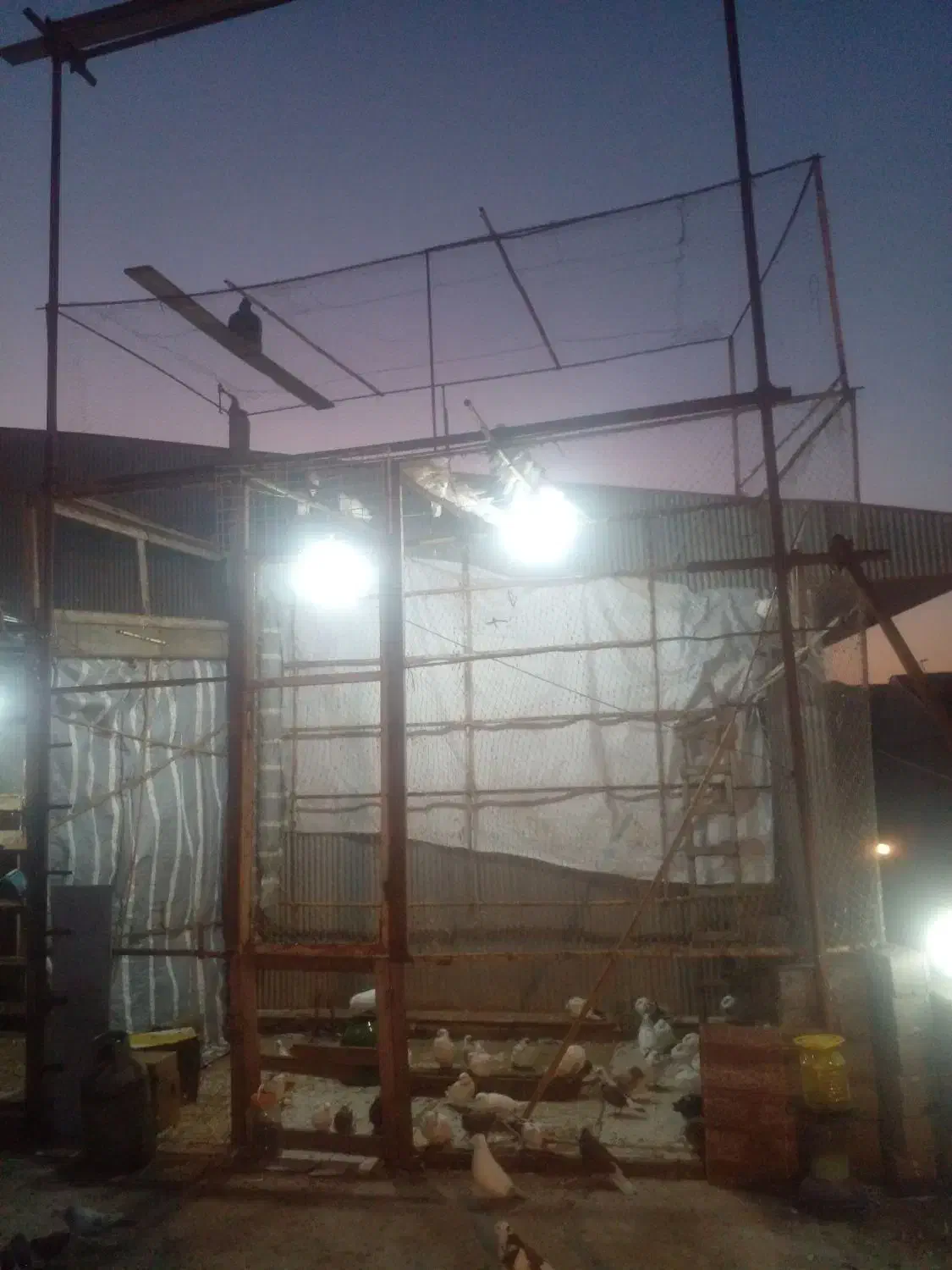 فروش کبوتر|حیوانات مزرعه|آستانه اشرفیه, |دیوار