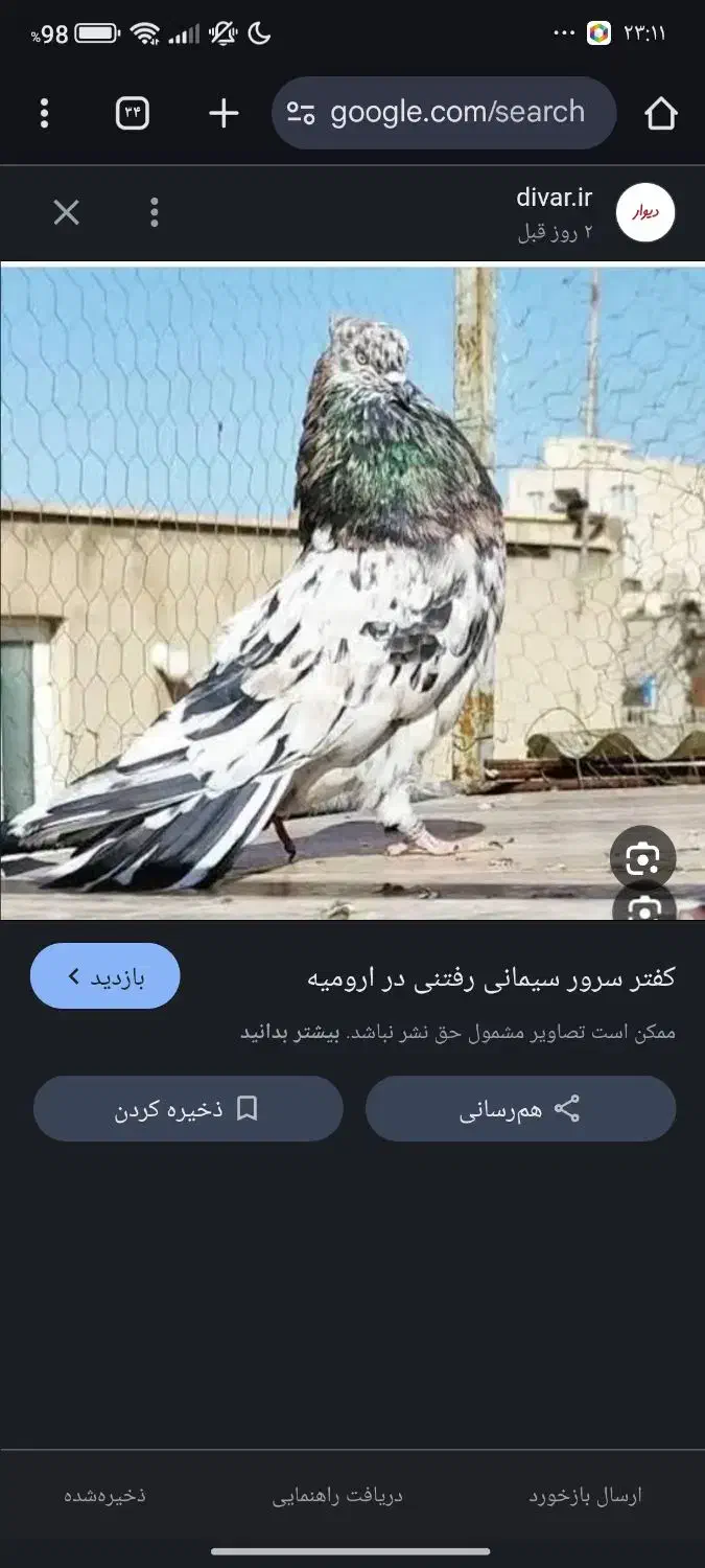 کفتر|پرنده|سمنان, |دیوار