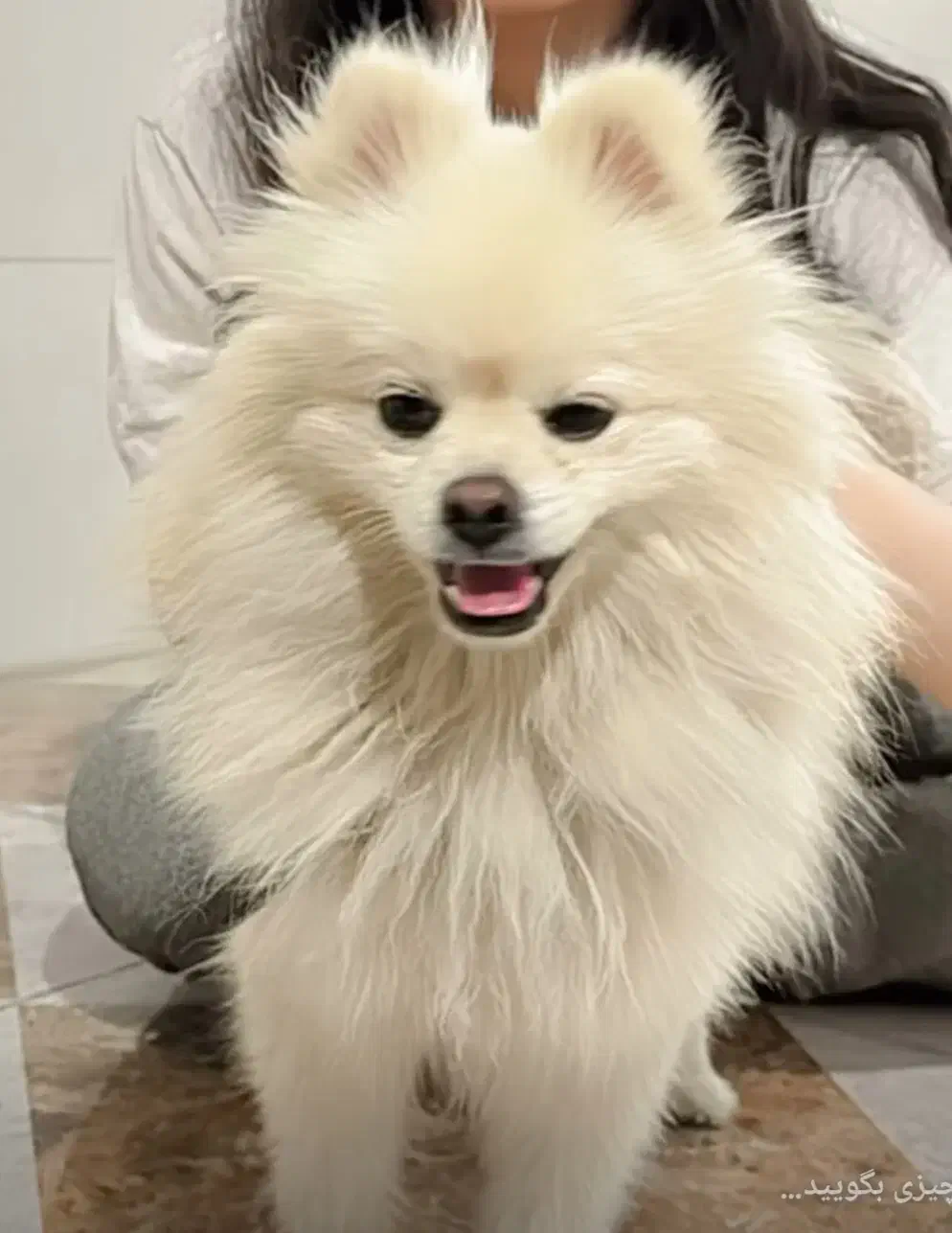 سگی به اسم تامی|فعالیت داوطلبانه|یاسوج, |دیوار