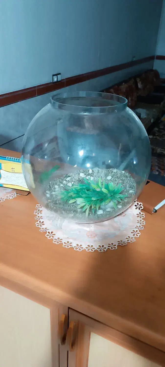 تنک بزرگ|ماهی|کرمان, |دیوار