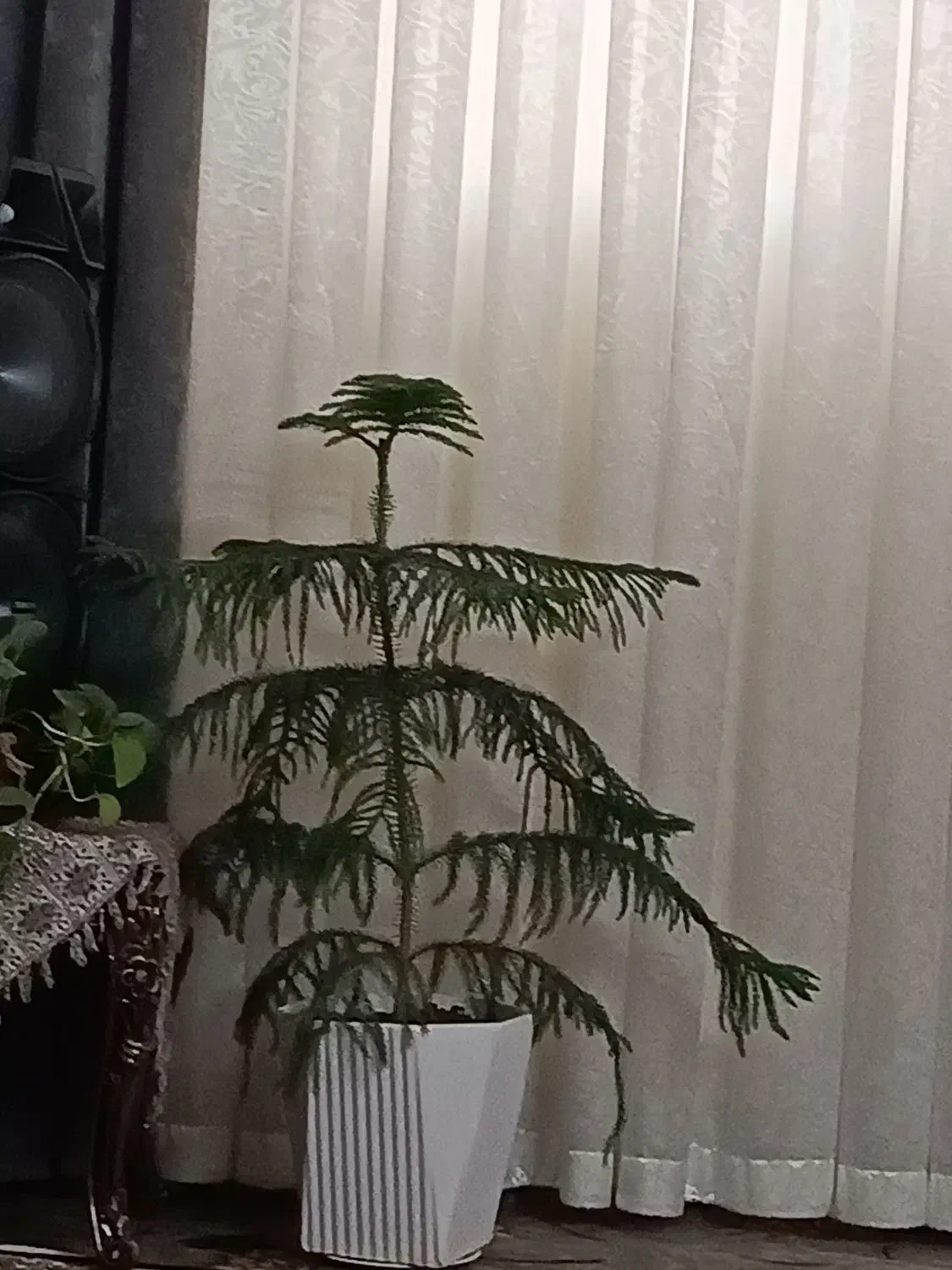 گل زیبا|گل و گیاه طبیعی|قم, محمد آباد|دیوار