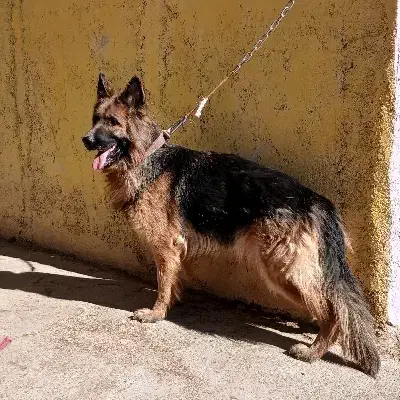 سگ ژرمن شولاین ماده|سگ|بیرجند, |دیوار