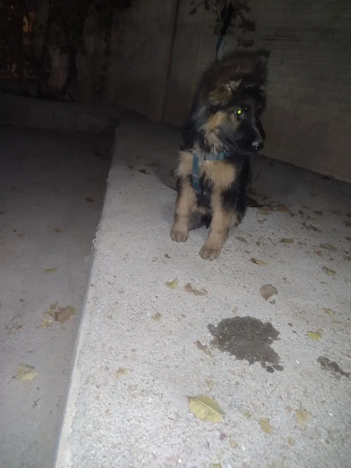 سگ ژرمن شپر  با شناسنامه|سگ|مرودشت, دولت آباد|دیوار